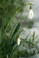 Snow Drops